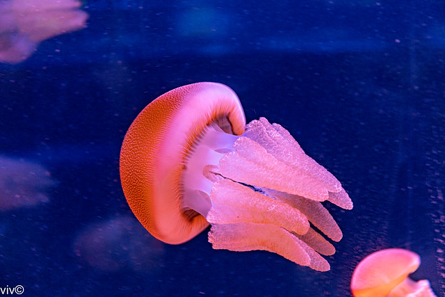 Striking colour of Blubber Jellyfish