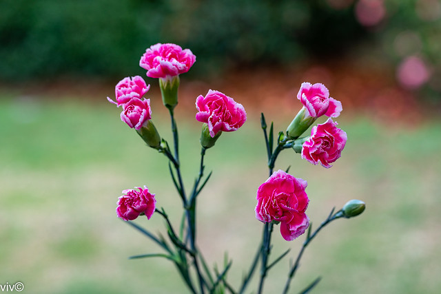 Striking pink frilled red Carnations in our garden