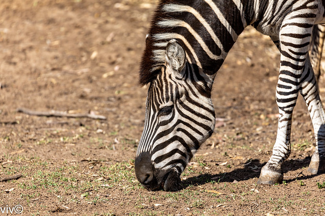 Zebra busy feeding