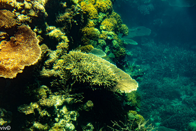 Brilliant corals of Great Barrier Reef, off Queensland, Australia
