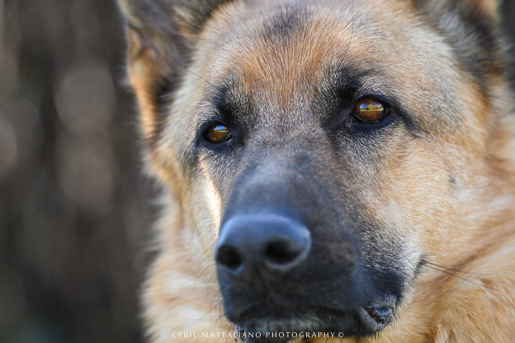 Flickriver: Most interesting photos from German Shepherd 