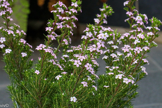 Lovely Diosma bloom in our garden