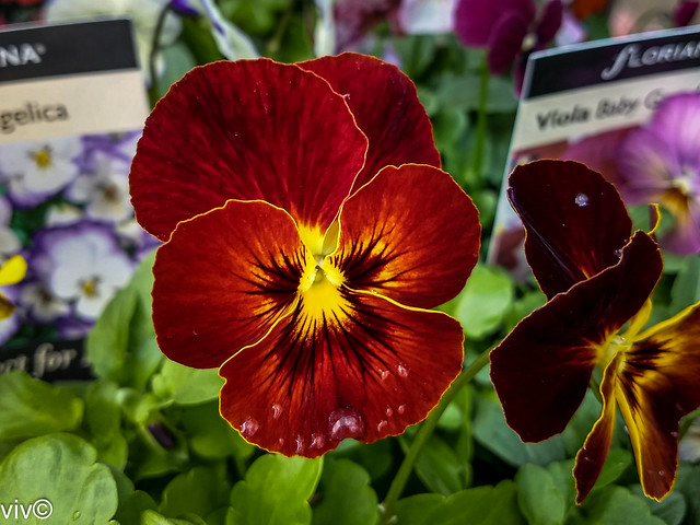 Lovely colours of Pansy flowers
