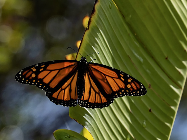 Monarch male on banana leaf wings wide