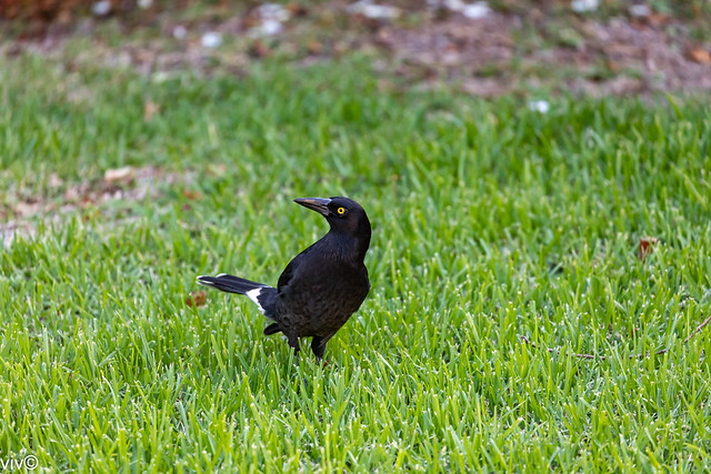 Busy Pied Currawong on watch at our garden