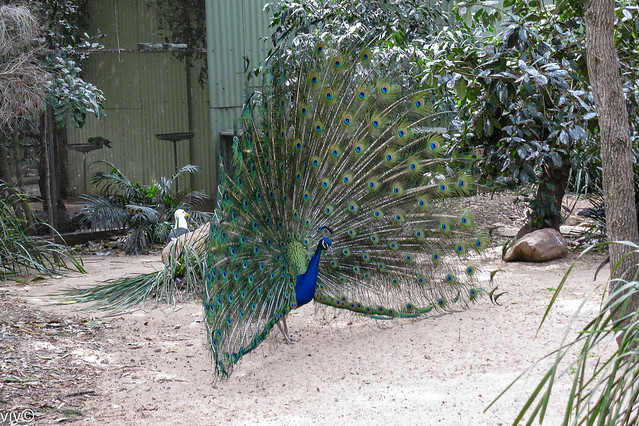 Proud peacock colours on show