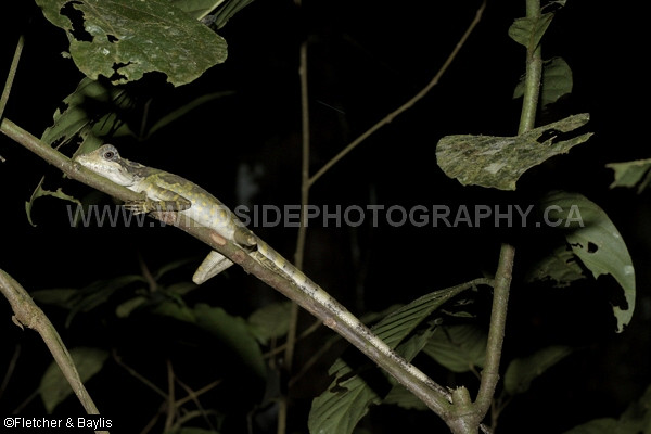 46846 Great Anglehead Lizard (Gonocephalus grandis) female at night on a branch in disturbed riparian forest, Ulu Geroh, Perak, Malaysia.