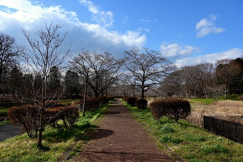 武蔵野公園 musashinopark 府中 fuchu 東京 tokyo park walk leisure nature winter bluesky landscape