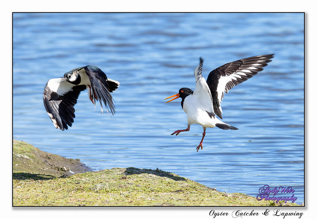 Oyster Catcher & Lapwing