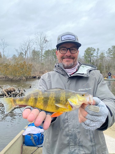 Photo by Eric Packard of a nice yellow perch
