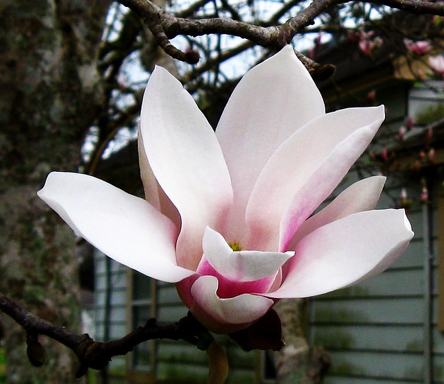 Yulan Magnolia