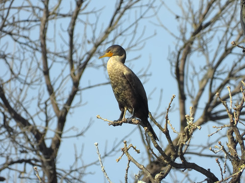 Cormorant Perched