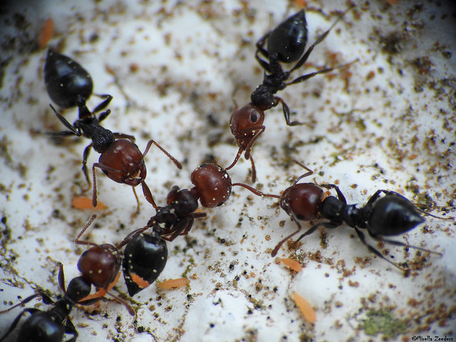 Ant fight for hours