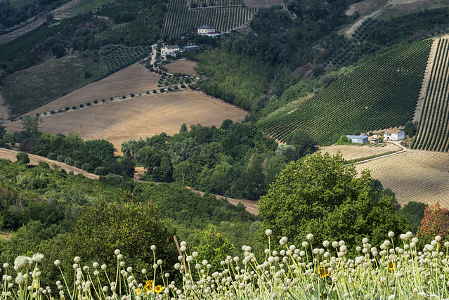 Rural landscape near Ripatransone, Marches, Italy