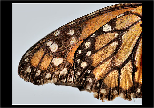 MARIPOSA | by cuma 2013