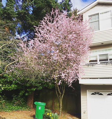 Pink tree season is here 🌸🌸🌸