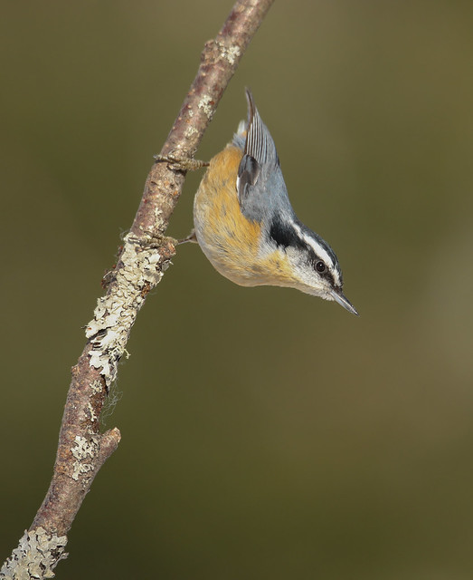 Sittelle à poitrine rousse  -- Red-Breasted Nuthatch