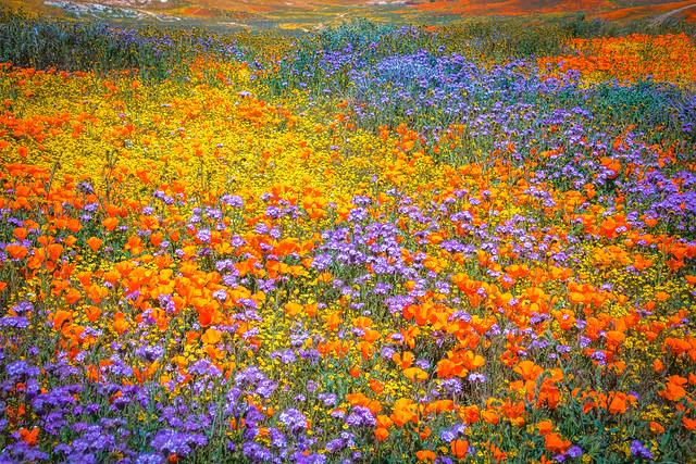 Antelope Valley California Poppy Reserve California Superbloom Wildflowers!