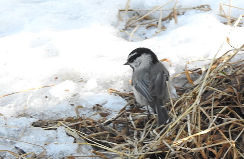 Mountain Chickadee | by pamfromcalgary