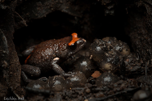 Pseudophryne australis (Red-crowned Brood Frog)