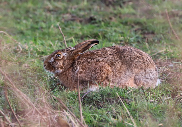 Hare (Hare / Lepus europaeus )