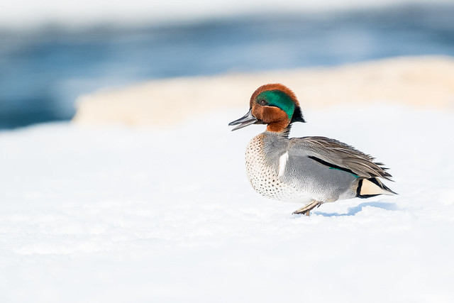 Sarcelle d'hiver (m) / Green winged-teal (m)