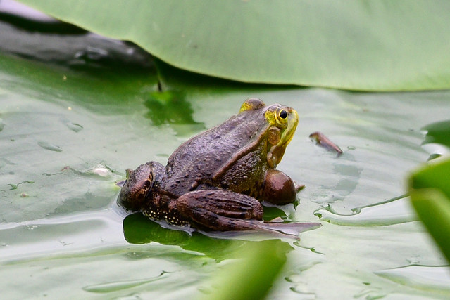Frosch - Frog