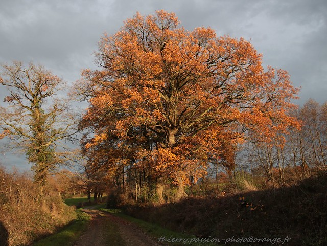 Chêne et lumière d'automne