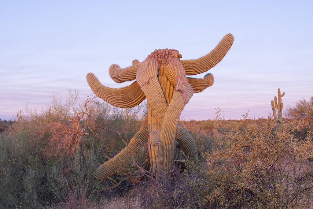 A saguaro I call the Green Elephant just before sunrise on the Latigo Trail in McDowell Sonoran Preserve in Scottsdale, Arizona in October 2019
