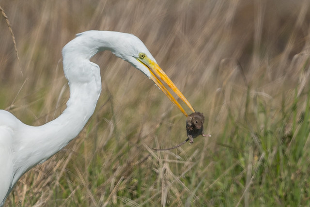Great Egret with vole (X02_6309-1)