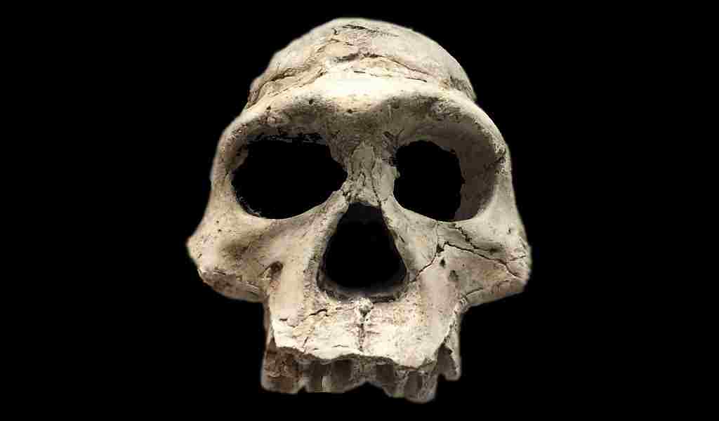 homo-erectus-utilisait-deux-types-outils-en-pierre-différents