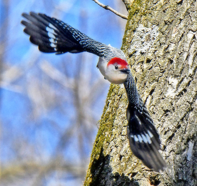 Red-Bellied Woodpecker Suddenly Launches