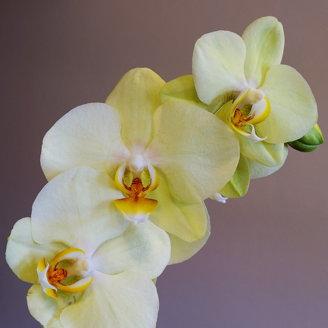 Three Orchids - Phalaenopsis