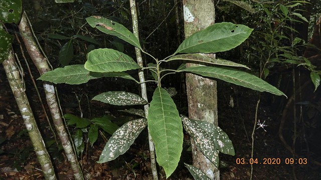 Juvenile form of Sloanea guianensis Benth.