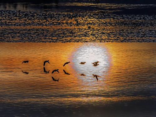 washingtonstate hoodcanal ducks sunset water reflections skokomishriver