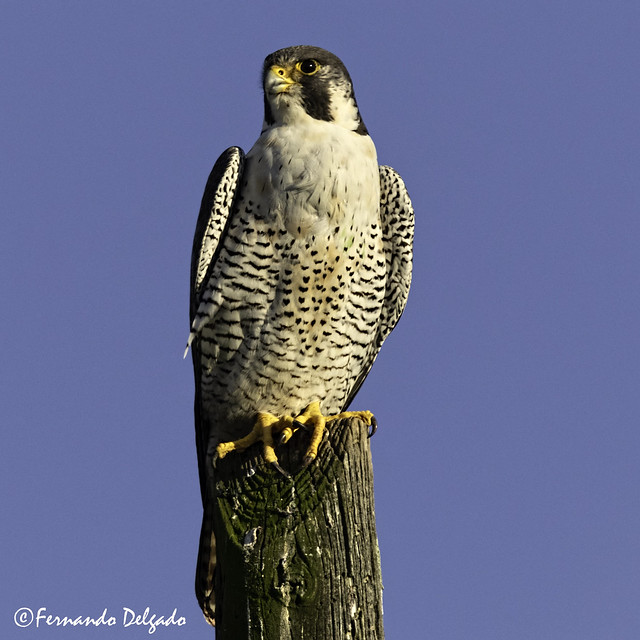 Falcão peregrino (Falco peregrinus) |  Peregrine Falcon