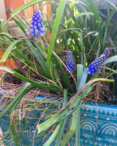 Lil’ grape hyacinth comes back every year. 💜