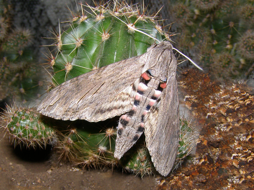 Convolvulus hawk-moth (Agrius convolvuli)