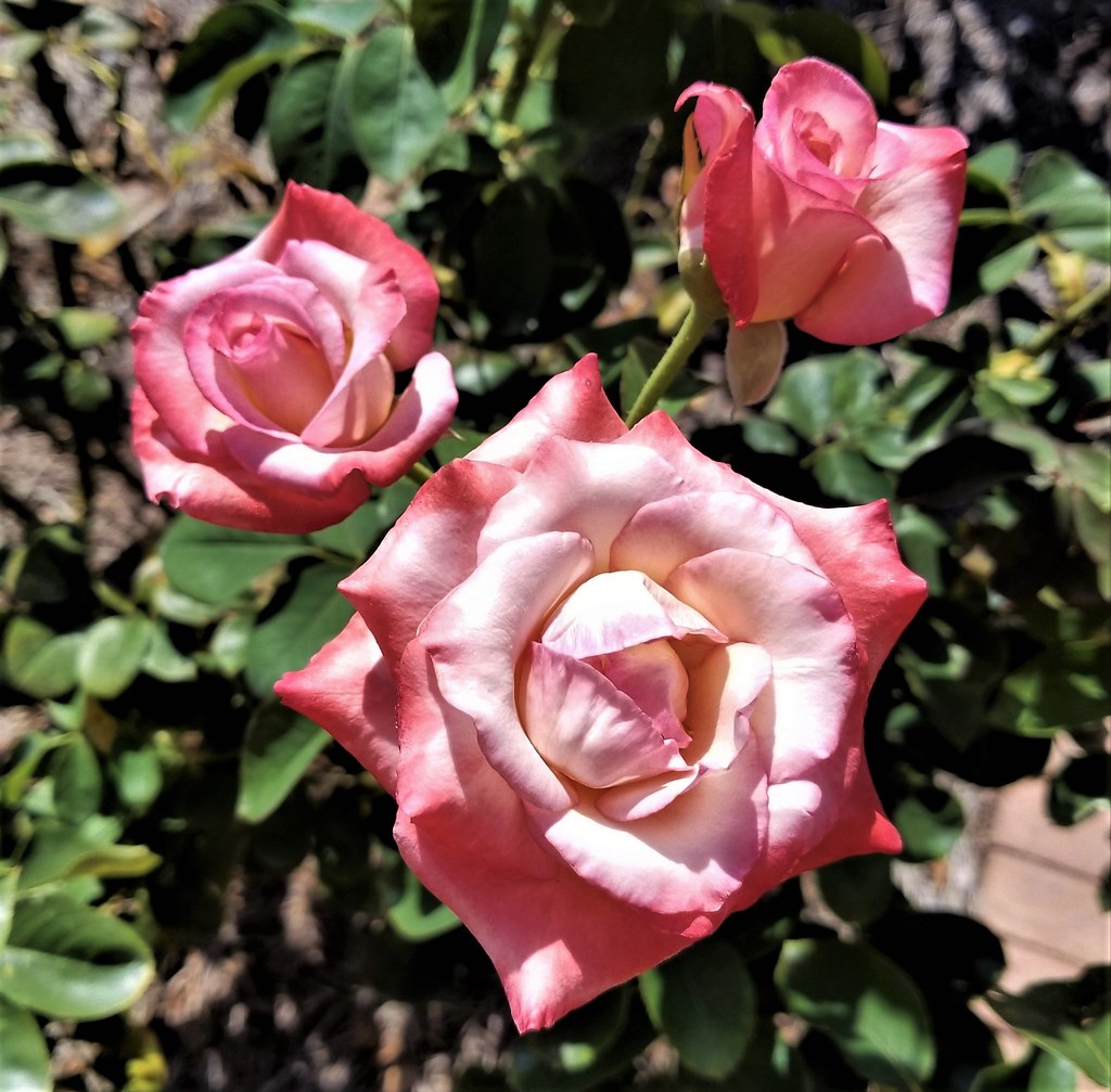 Gemini hybrid tea rose