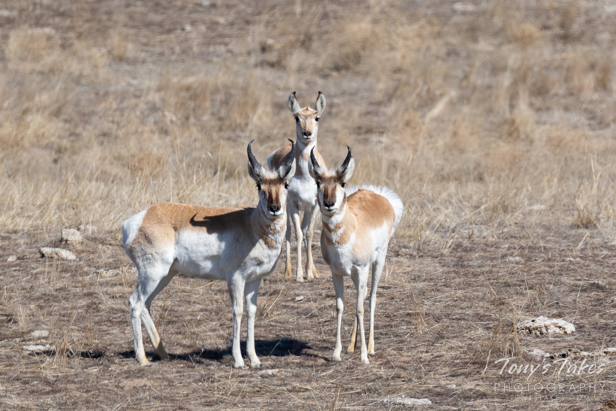 Pronghorn bucks guard their doe