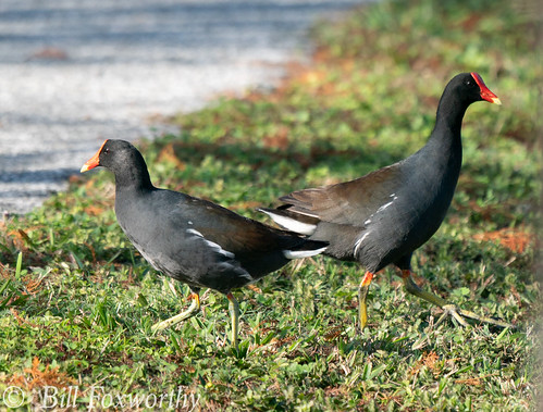 Sony A9,    Common Moorhen,      DSC09057     February 16, 2020,      1-1000 sec at f - 9.0 | by Bill Foxworthy