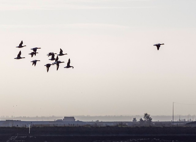 geese in flight over rspb Wallasey Island