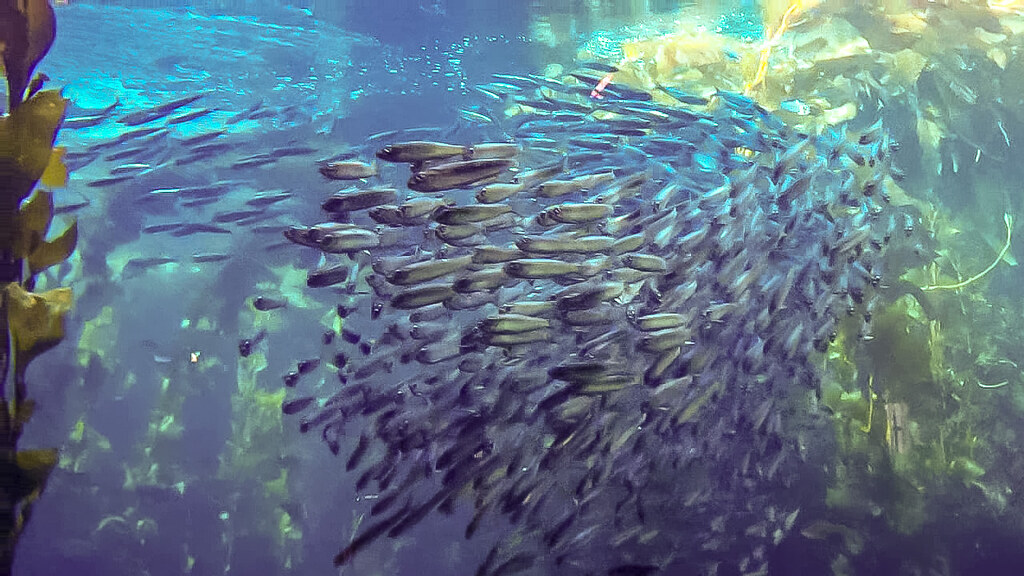 School of Pacific Sardines in the Kelp Forest at the Monte… | Flickr