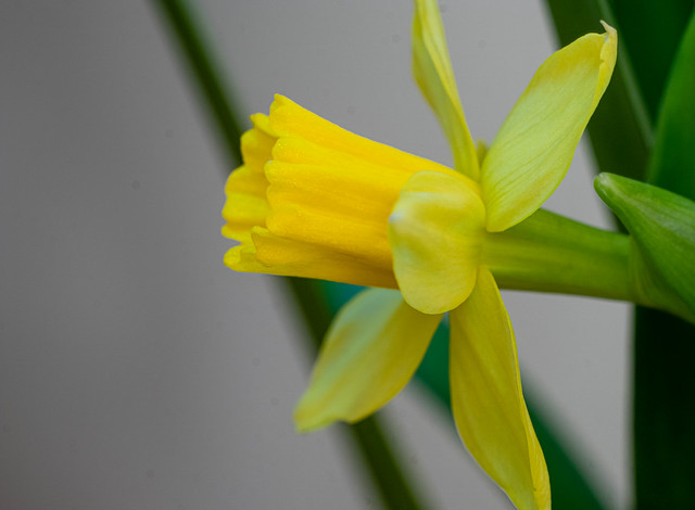 Minature Daffodil