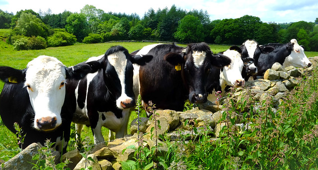 Holstein Friesian cattle