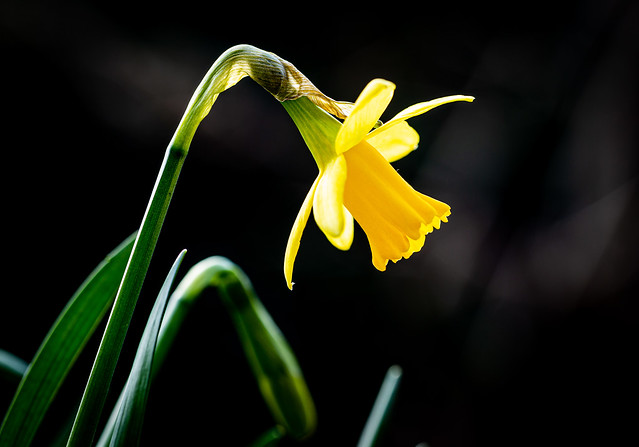 Daffodil - 6M7A8983