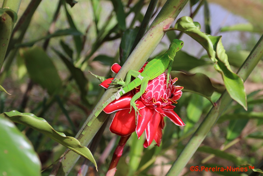 Green Anole Lizard in the Torch ginger, Marina Waterland,  Suriname