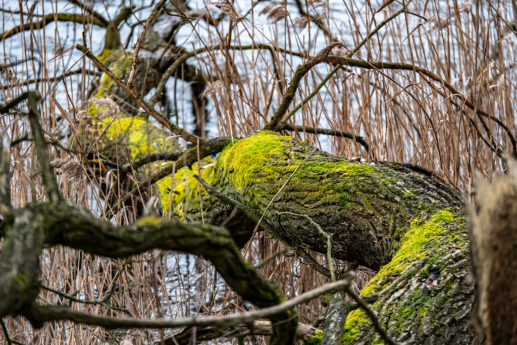 Berlin: Umgestürzter Baum am Grunewaldseeufer - Overturned tree on the shore of Lake Grundewald