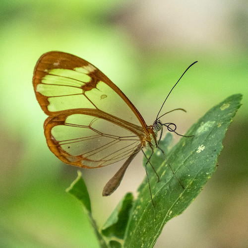 clearwing butterfly