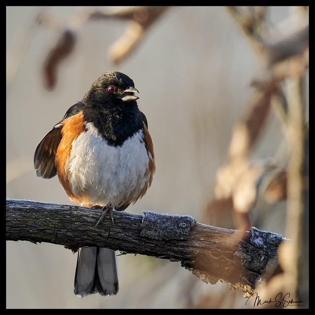 Eastern Towhee at Shaw Nature Reserve - No. 2